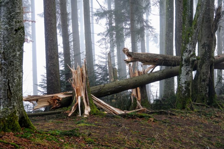 eggen hohenweg sturmschaeden burglind (32)