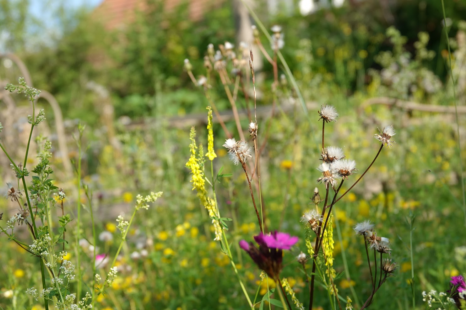 Wahrnehmungsschulung mit essbaren Wildpflanzen: anschliessend Wildkräuter-Buffet (Vegetarisch bis Vegan). 