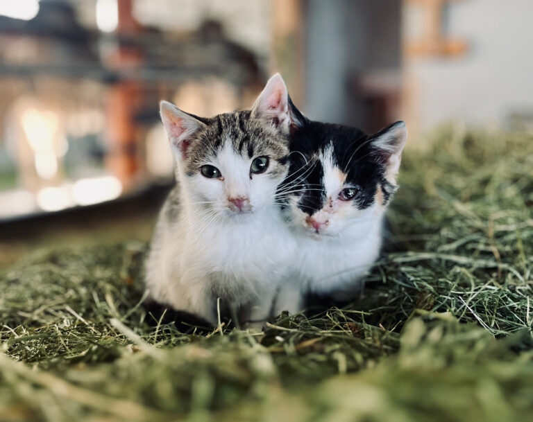 katzen_tierschutzverein_quer