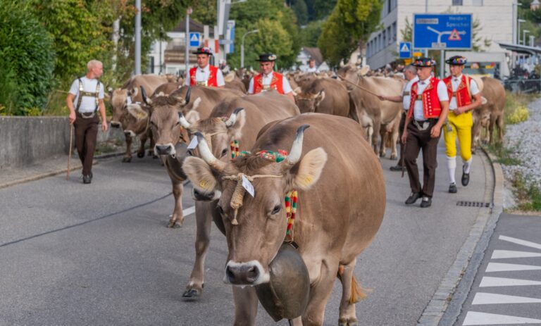 viehschau_2026 (20)