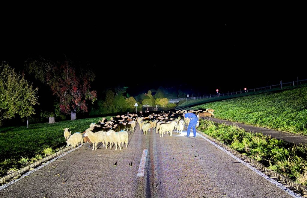 2026_10_06_Schafe auf Strasse